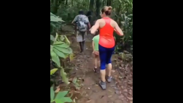 Puma robi niespodziankę rodzince spacerującej po Parku Narodowym w Kostaryce