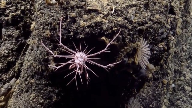 Nowo odkryty gatunek kolczastego kraba, znaleziony w głębinach Cieśniny Anegada
