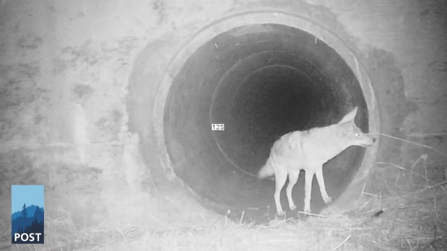 Kojot zaprasza swojego kumpla do tunelu