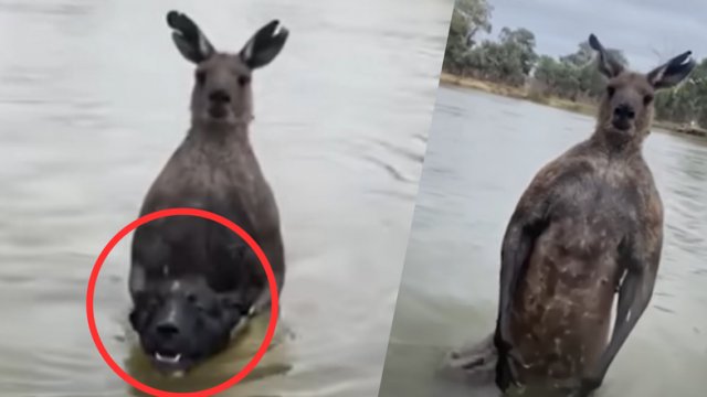 Stoczył pojedynek z kangurem, bo ten chciał utopić jego psa [WIDEO]