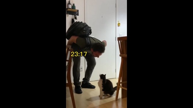 Stęskniony kot czekał pod drzwiami na właściciela, aby go przywitać