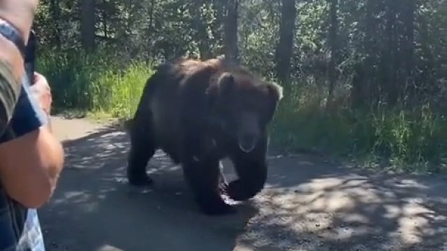 Spotkanie niedźwiedzia grizzly podczas wakacji na Alasce