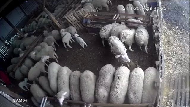Owca pomaga hodowcy