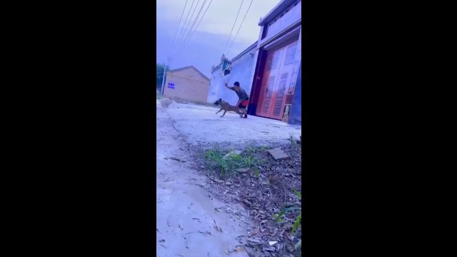 Pies akrobata pokazuje niesamowite salto [WIDEO]