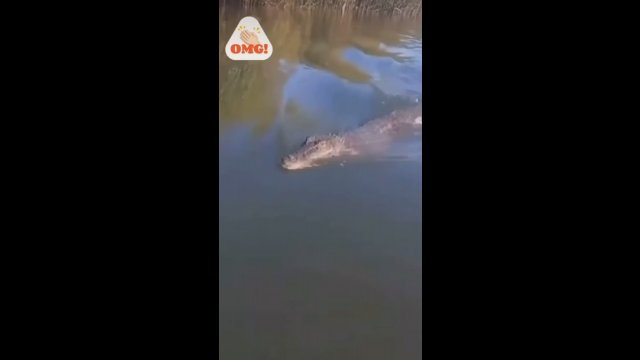 Aligator z zaskoczenia zaatakował ludzi na łódce. Zobacz przerażające wideo!