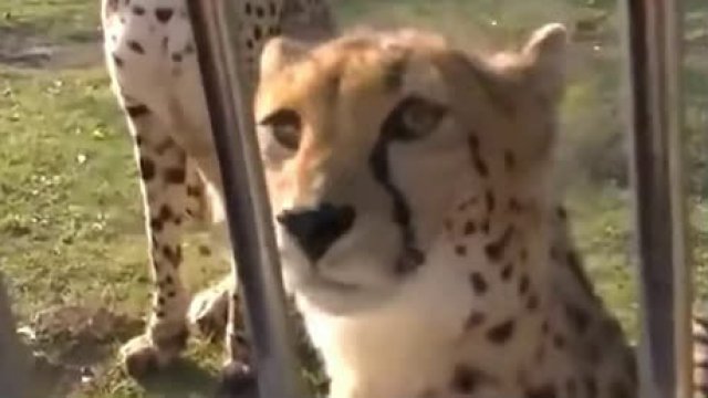 Czy wiedzieliście jakie dźwięki wydaja gepardy?