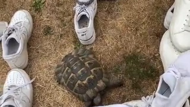 Żółw został wpuszczony do labiryntu z butów. Nie spodobał mu się czarny trampek