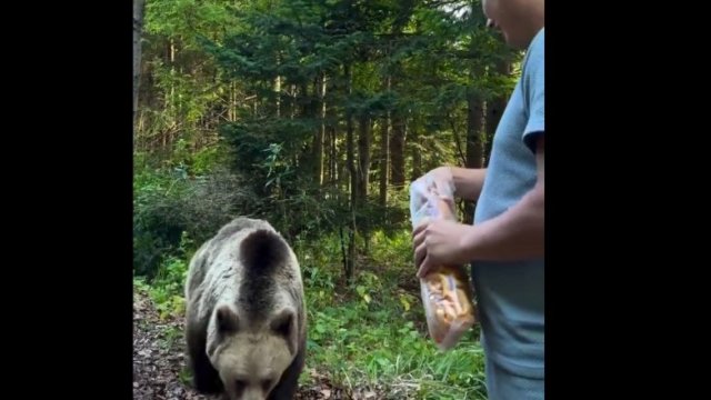 Facet przekonał się, że karmienie niedźwiedzia to zły pomysł [WIDEO]