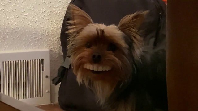 Widzieliście kiedyś psa z ludzkim uśmiechem?