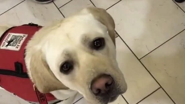 Labrador wybiera swojego pluszaka w sklepie zoologicznym