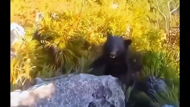 Został zaatakowany przez niedźwiedzia. W akcie desperacji zrzucił go ze skały