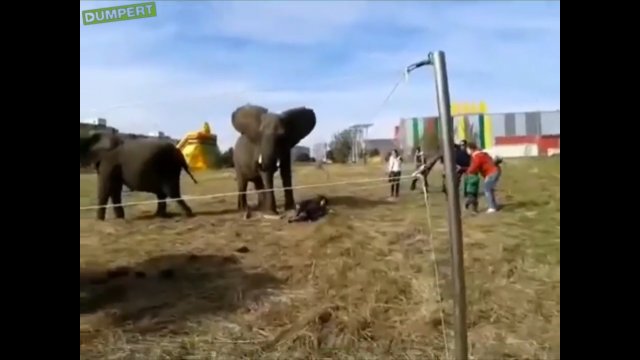 Słoń złapał trąbą dziecko i cisnął nim o ziemię
