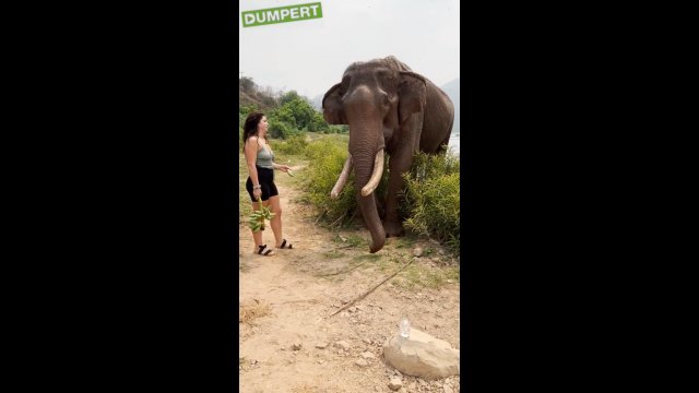 Kobieta została zaatakowana przez słonia, kiedy próbowała go nakarmić
