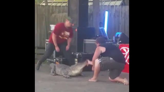 Krokodyl zaatakował faceta, który zaszedł go od tyłu