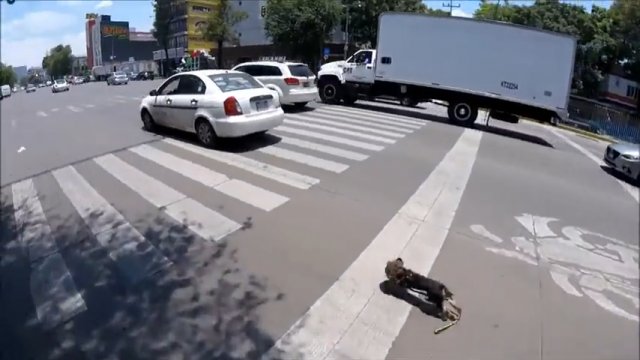 Pies zerwał się ze smyczy i biegł środkiem ulicy. Rowerzysta ruszył w pościg za nim