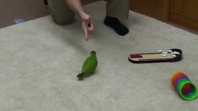 Papuga rekordzistka. Potrafi zrobić 20 sztuczek w 2 minuty.