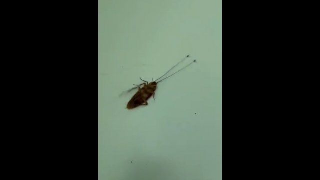 W grupie siła! Dwie mrówki ciągnęły żywego karalucha za czułki