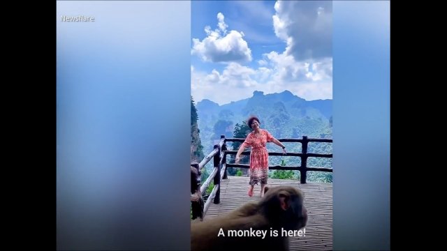 Małpa kradnie torbę tańczącej babci
