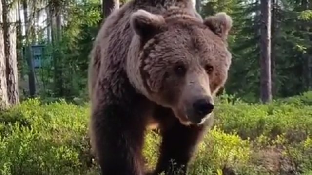 Obozowicz obudzony przez niedźwiedzia szukającego jedzenia