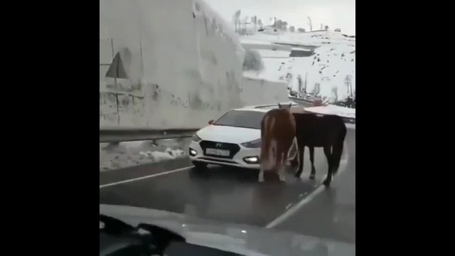 Konie zatrzymują samochody, aby poprosić kierowców o pieszczoty