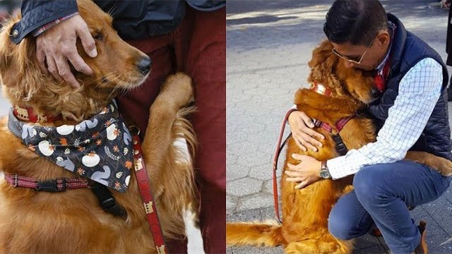 Loubie - pies uwielbiający przytulać ludzi na ulicy