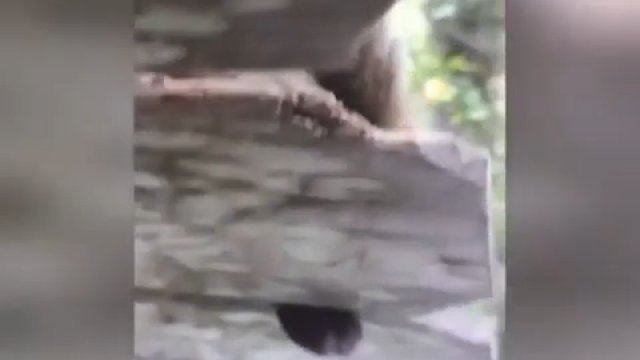 Wiewiórka zaklinowała swój "worek z orzechami" pomiędzy deski w płocie