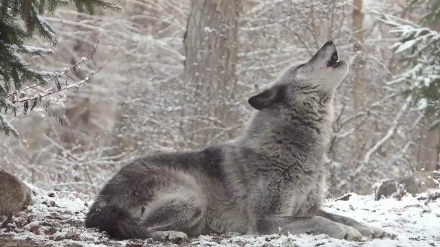 Szary wilk wyje i otrzymuje odpowiedź z całego lasu