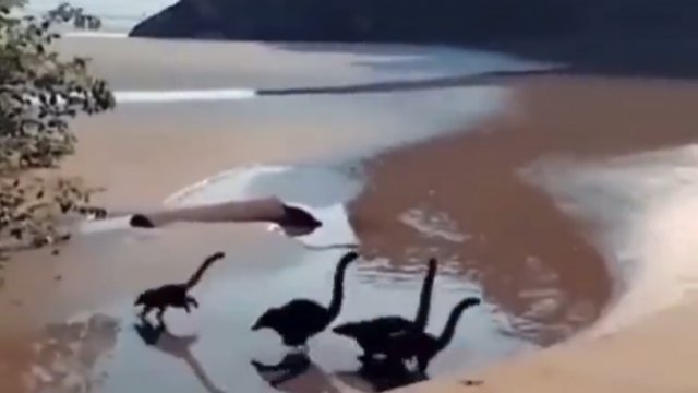 Odwrócony klip przedstawiający grupę biegnących ostronosów