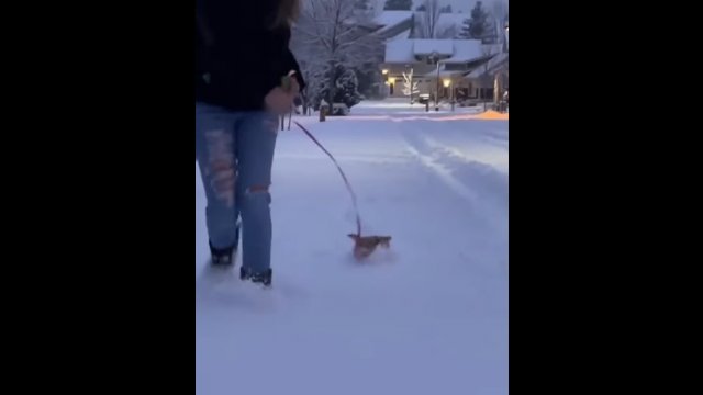 Piesek próbuje radzić sobie w śniegu jak tylko potrafi