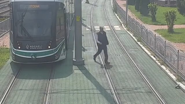 Motorniczy zatrzymał tramwaj, aby uratować żółwia, który utknął w pobliżu torowiska