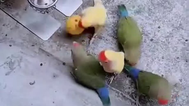 Papużki grają w kosza