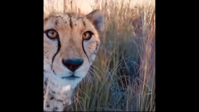 Matka geparda przedstawia fotografowi swoje młode [WIDEO]