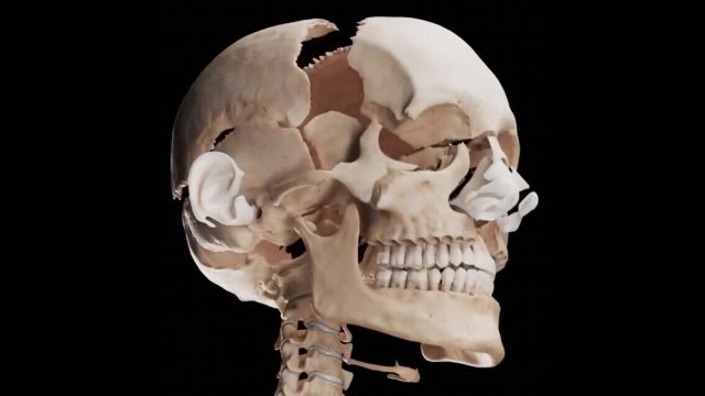 Anatomia ludzkiej czaszki. Zobacz, z jak wielu kości się ona składa! [WIDEO]