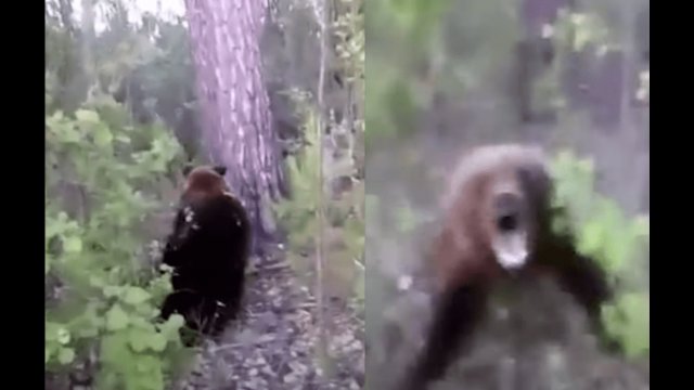 Zaszedł niedźwiedzia od tyłu i kopnął go w zad. Szybko tego pożałował [WIDEO]