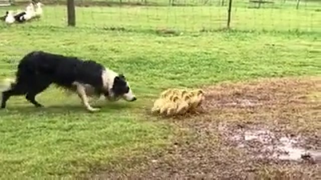 Wytrenowany pies zagania kaczuszki