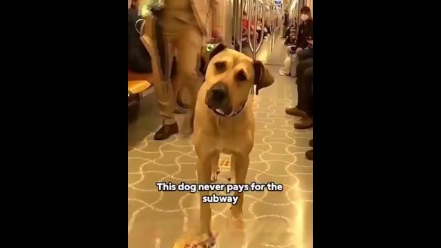 Pies, który nie zapomniał swojej trasy [WIDEO]