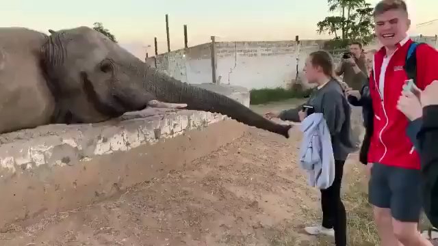 Dzieciaki nie poszanowały przestrzeni osobistej słonia