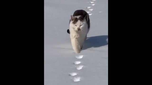 Kotek idzie po wcześniej wydeptanych śladach w śniegu
