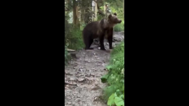 Niedźwiedź szedł wprost na niego. Turysta z Nosala wszystko nagrał