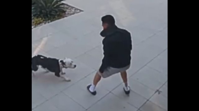 Mężczyzna rzucił się na pitbulla, który zaatakował jego kota! [WIDEO]