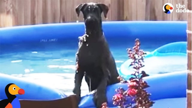 Pies przyłapany na zabawie w basenie
