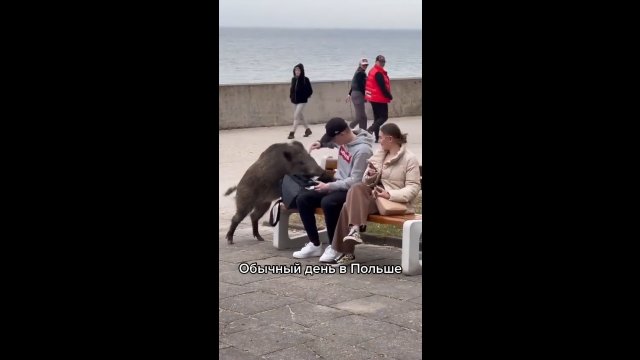 Normalny dzień w Gdyni, czyli dzik próbował dosiąść się na ławkę do ludzi