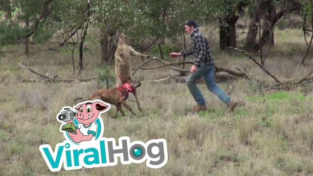 Facet uderza kangura w twarz żeby ratować swojego psa