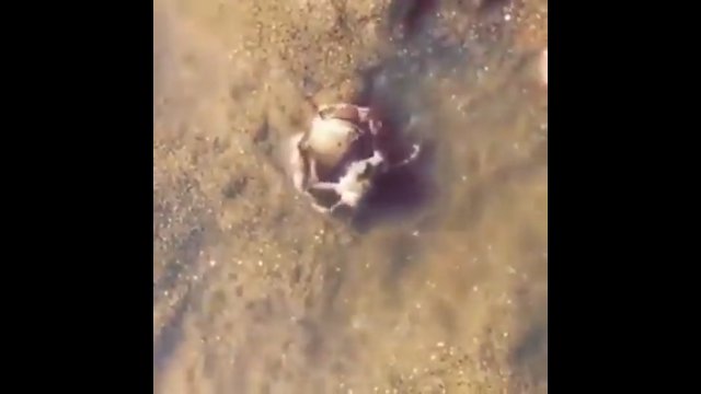 Mały krab chroni swojego przyjaciela przed człowiekiem, przytulając go