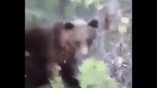 Facet potrzebował adrenaliny, więc... kopnął niedźwiedzia w tyłek