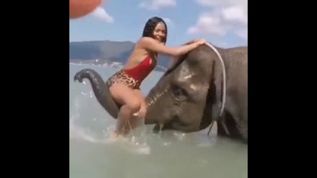 Nie przypadła mu do gustu, więc słoń zrobił ją w trąbę [WIDEO]
