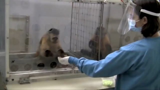 Naukowiec chciał oszukać małpę. Jak zareagowała?