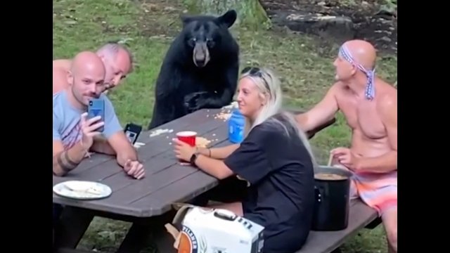 Piknik z niedźwiedziem. Drapieżnik dołączył do rodzinnej imprezy [WIDEO]