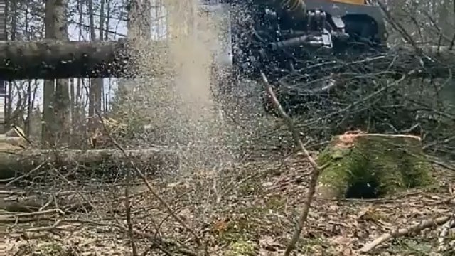 Ścinanie drzewa w 30 sekund