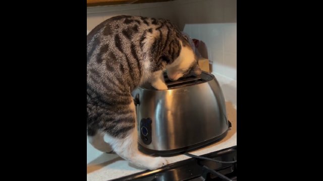 Myślała, że kot próbuje zepsuć toster. Prawda okazała się zaskakująca... [WIDEO]